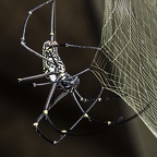 Orb-Weaver-Spider (Radnetzspinne)